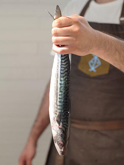 Scegli il tipo di pesce
